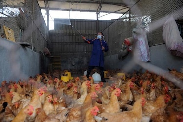 Un anciano de 83 años, la octava muerte por el virus H7N9 en el este de China