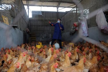 Un anciano de 83 años, la octava muerte por el virus H7N9 en el este de China