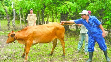 Veterinarios postergan paro total tras aprobación de proyecto