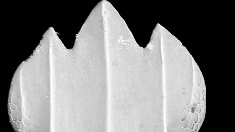 Dentículos: una mirada al pasado de los tiburones