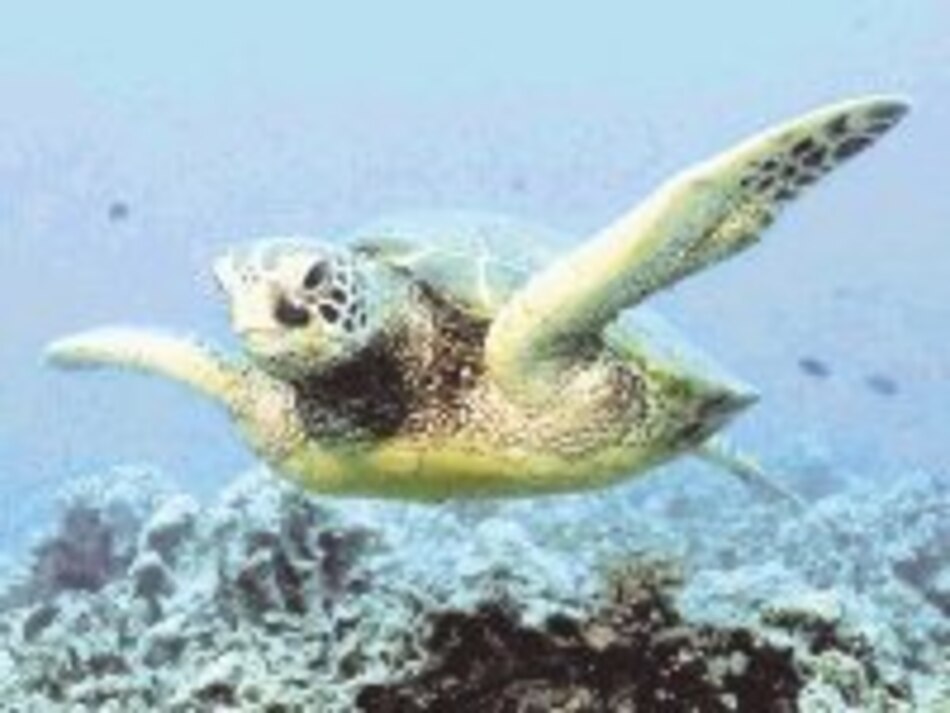 Defendiendo el planeta y las aguas de los mares