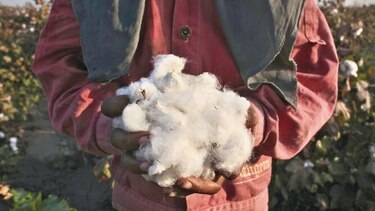 Brasil arrebata cuota del mercado del algodón a Estados Unidos