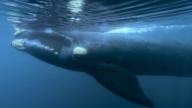 Japón quiere que se levante la veda a la caza comercial de ballenas