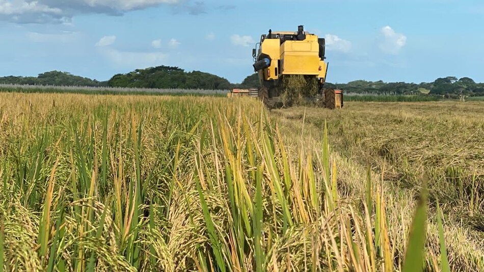Productores ya tienen sembradas más de 15 mil hectáreas de arroz a nivel nacional