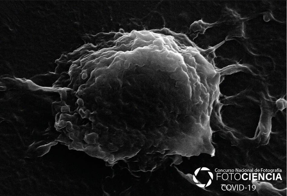 Células Madre: Una experiencia Universitaria