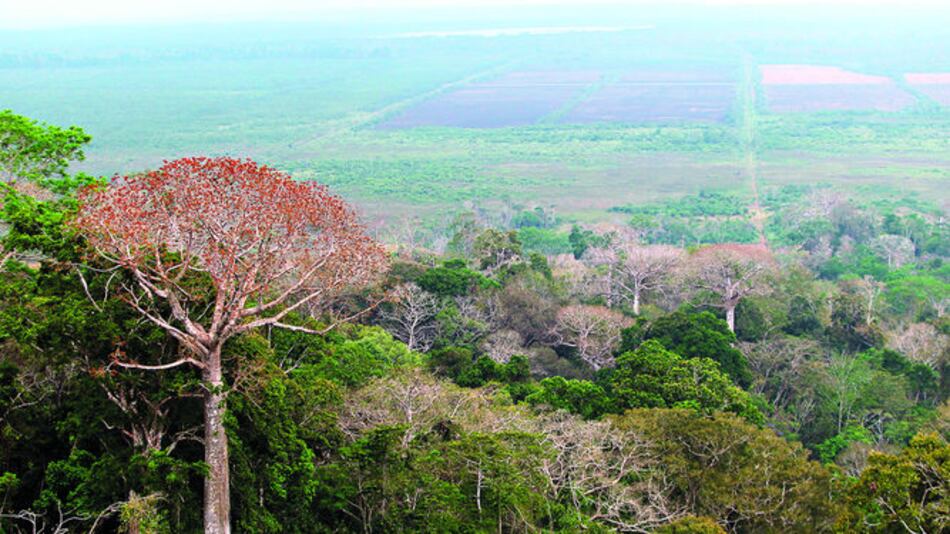 Fallo contra empresa por cultivos en Matusagaratí