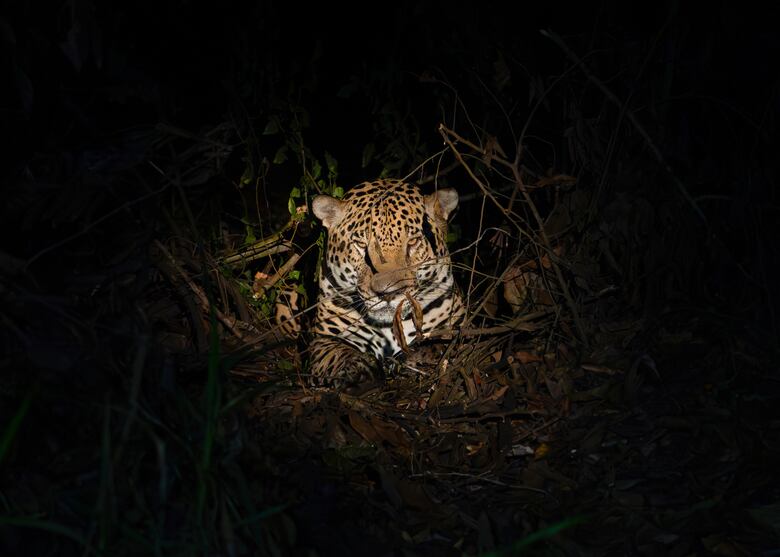 Entre el potrero y el bosque: la lucha por conservar al jaguar en Panamá