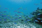La importancia de las reservas marinas