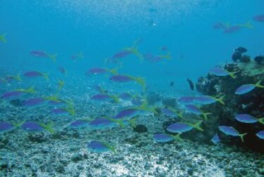 La importancia de las reservas marinas