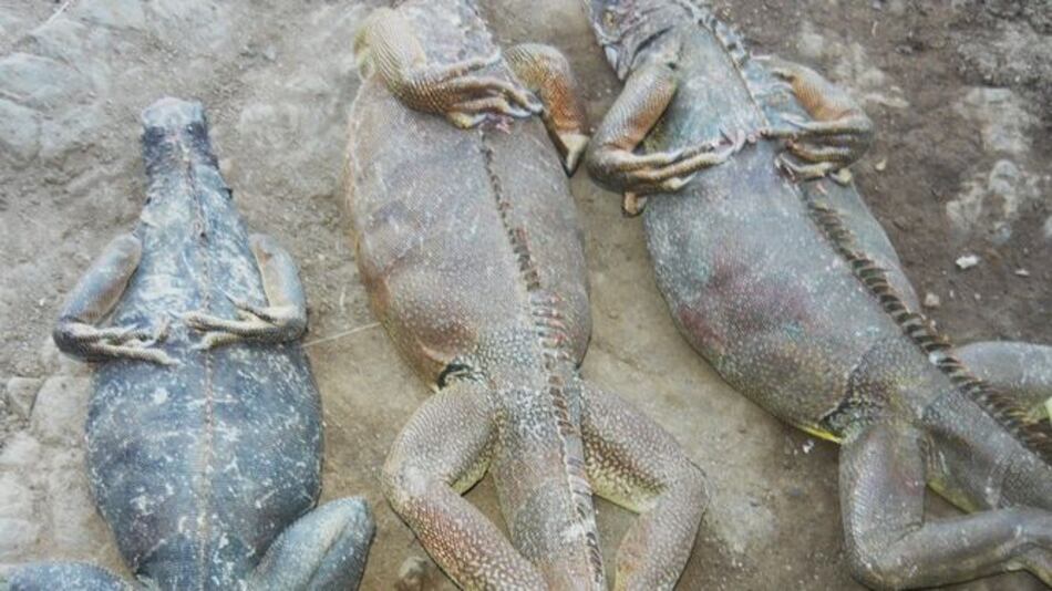 Descubren sitio donde vendían especies en peligro de extinción en Los Santos