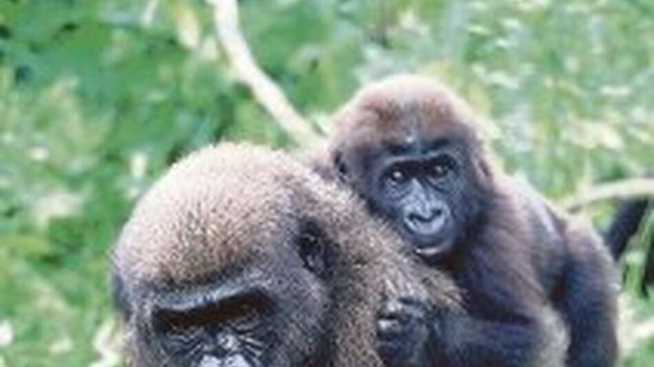 Makuza apadrina bautismo de gorilas