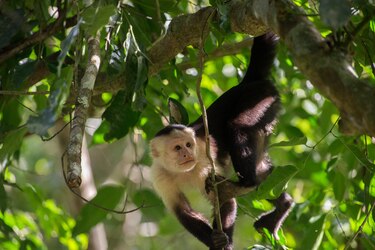 Barro Colorado cumple 100 años