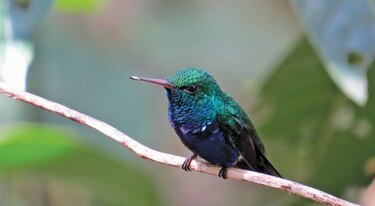 Colibrí, sagaz volador en miniatura