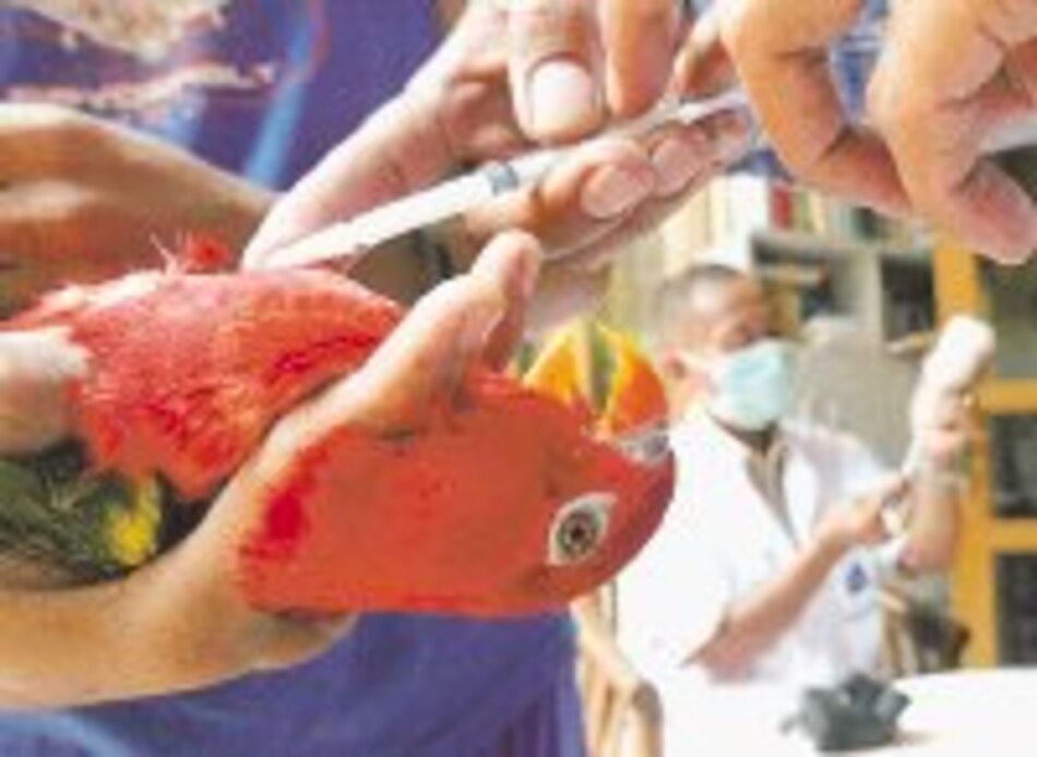 Regalan aves por miedo a la gripe