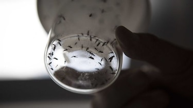 OMS afirma que el zika está perdiendo terreno en Brasil y Colombia