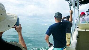 Maravillas en el golfo de Chiriquí