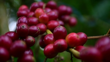 Panamá promociona el café geisha en feria de turismo de Madrid a través de La Cosecha