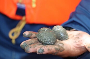 Proyecto en manglar de Aguadulce apuesta por salvar la concha negra