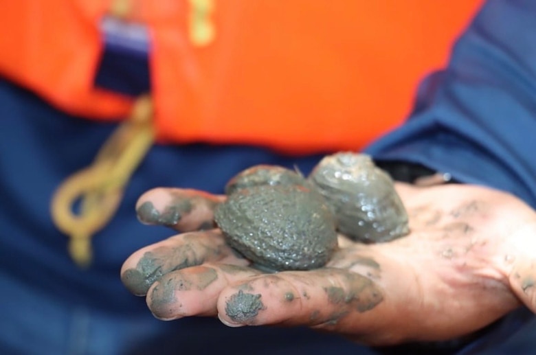 Proyecto en manglar de Aguadulce apuesta por salvar la concha negra
