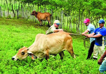 Vacunan ganado contra la rabia bovina