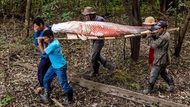 Pirarucu, el pez gigante del Amazonas usado para hacer prendas de lujo (y el reclamo de los pescadores para participar en las ganancias)