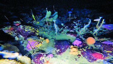 Un robot graba la vida bajo el hielo