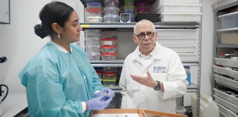 Se elevan los casos de alergia causados por la polilla ‘Hylesia’