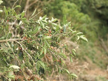 Cafetaleros de Renacimiento exigen la presencia del Gobierno en la zona