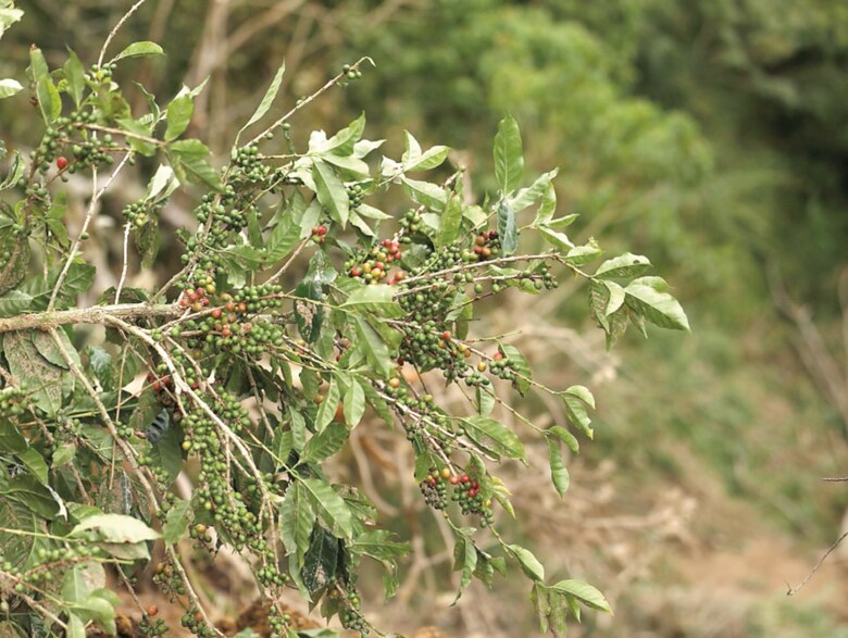 Cafetaleros de Renacimiento exigen la presencia del Gobierno en la zona