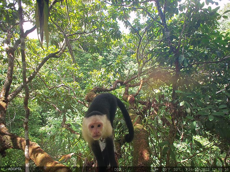 Corredor del Caribe: analizan nueva ruta para mitigar daños ambientales