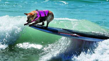 Perros nadadores participan en concurso de surf