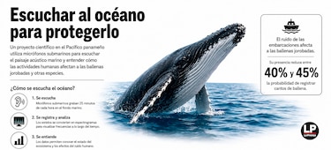 ¿Cómo suena el Pacífico panameño? Científicos monitorean el ruido que afecta a las ballenas