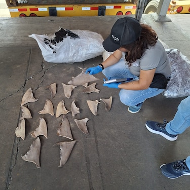 Tribunal declara culpables a tres extranjeros por aleteo de tiburón