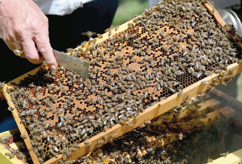 El confinamiento beneficia el arduo trabajo de las abejas