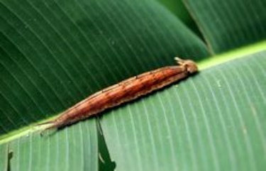 Dos jardines preservan la biodiversidad de las mariposas panameñas