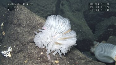 Científicos descubren ‘vida en un castillo de cristal’ y docenas de nuevas especies marinas