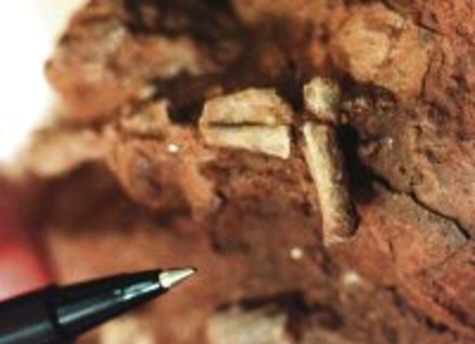 Macho de dinosaurio incubaba los huevos