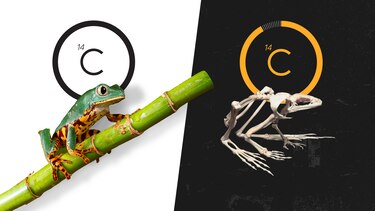 Willard Libby, el científico que descubrió el carbono 14 y logró estimar la antigüedad de casi cualquier cosa