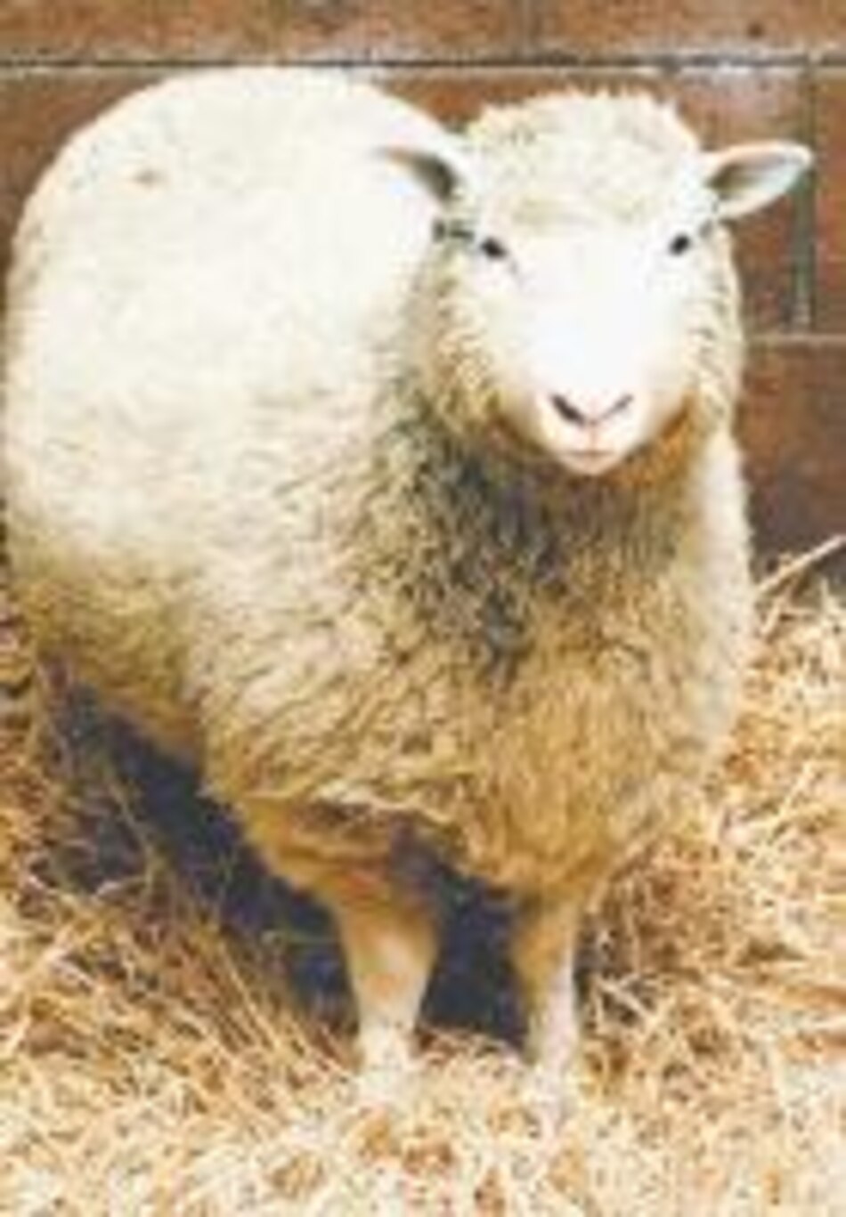 Estudiarán la muerte de la oveja Dolly