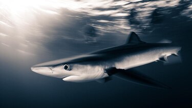 8 rasgos extraordinarios que probablemente no sabías sobre los tiburones