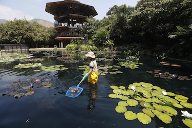 El jardín Botánico de Cali, el lugar donde se cuida el ‘oro verde’ de Colombia