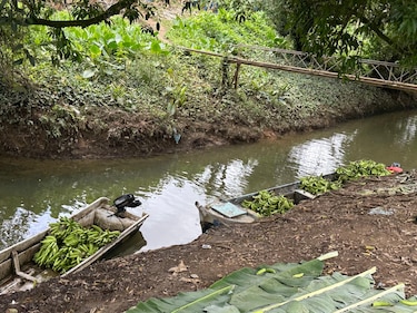 Aduanas decomisa 4 mil plátanos en el sector fronterizo de Guabito