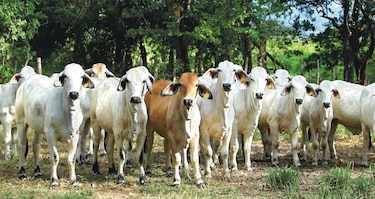 Ganaderos quieren conocer protocolos para la exportación de carne a China