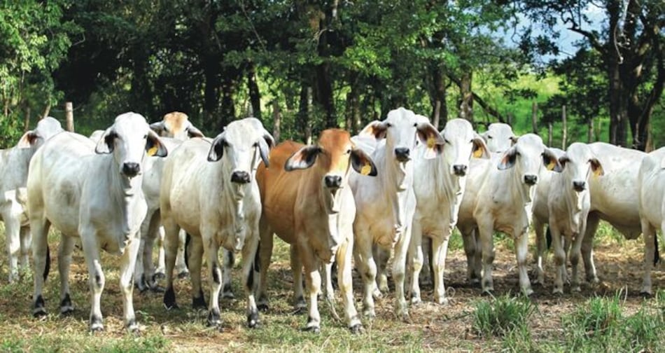 Ganaderos quieren conocer protocolos para la exportación de carne a China