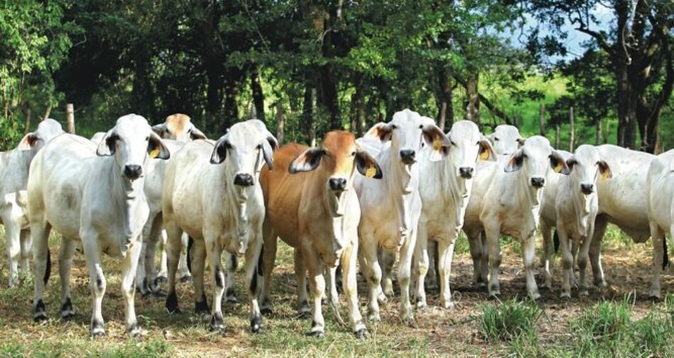Ganaderos quieren conocer protocolos para la exportación de carne a China