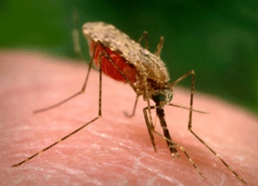 Minsa reporta 67 casos de malaria