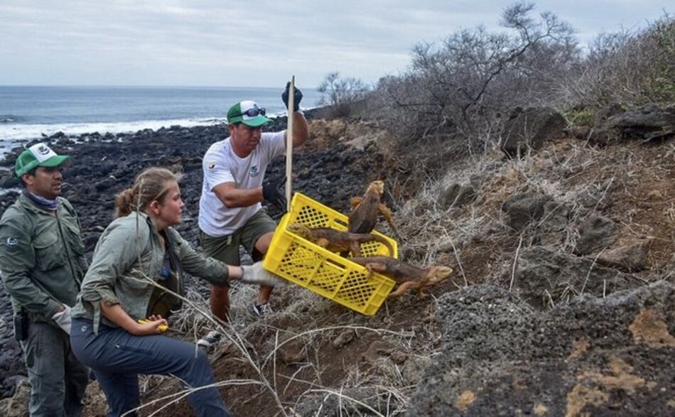 Introducen iguanas en la isla Galápagos donde desaparecieron