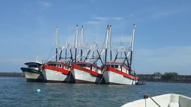 El lunes finaliza la veda del camarón con el zarpe de 464 barcos