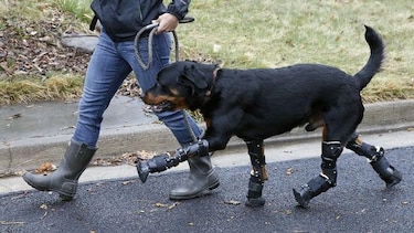 Perro recibe prótesis en las cuatro patas