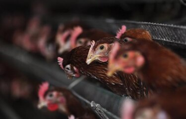 Virus H7N9 vuelve a matar en China, sacrifican aves y cierran mercados